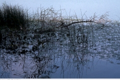 bodensee_1981_005_mindelsee