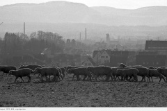 eislingen_1973_009_vogelgarten