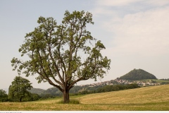 1_heimat_2022_007_hohenstaufen