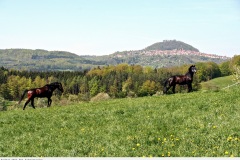 heimat_2007_004_hohenstaufen