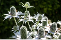 1_garten_2022_001-elfenbein-mannstreu-eryngium-giganteum