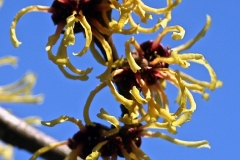 pflanzen_2015_001_hamamelis