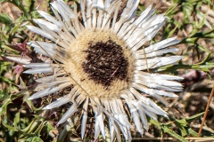 1_pflanzen_2022_001-silberdistel-carlina-acaulis