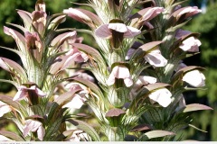 garten_2010_001_acanthus