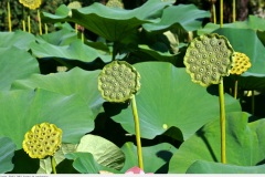 lago_2012_002_verbania