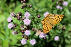 pflanzen_2019_002_acker-distel-cirsium-arvense-und-c-falter-polygonia-c-album