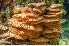 pilz_2020_001 schwefelporling